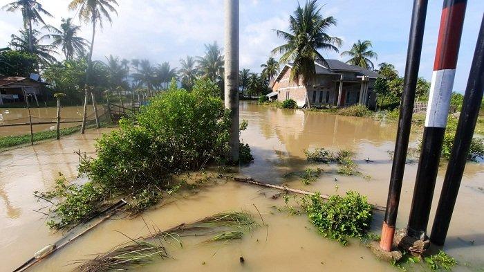Mengintip Bisnis Ternak Jangkrik yang Menguntungkan Ternak jangkrik di Simpang Mamplam Bireuen