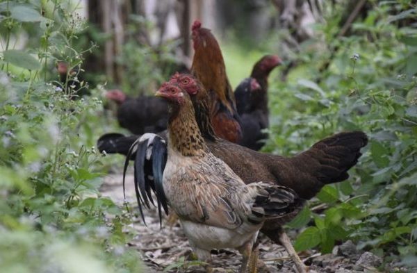 Peternakan ayam kampung di Peureulak Timur, Aceh Timur