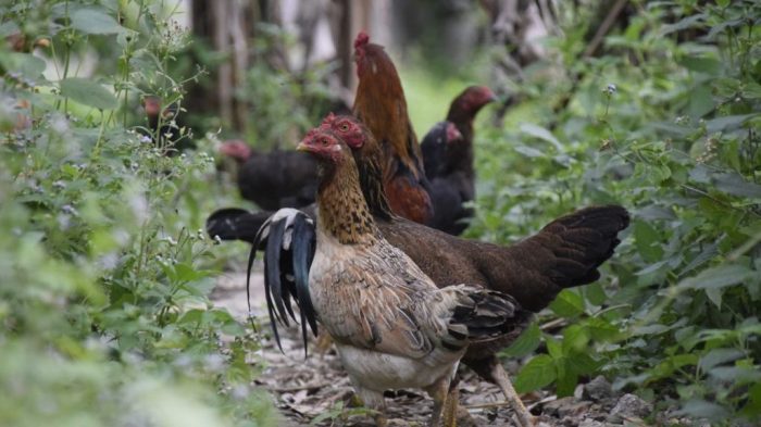 Ternak Ayam Kampung - Eksotika Desa Peternakan ayam kampung di Peureulak Timur, Aceh Timur