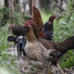 Ternak ayam kampung umbaran di Tapak Tuan Aceh Selatan
