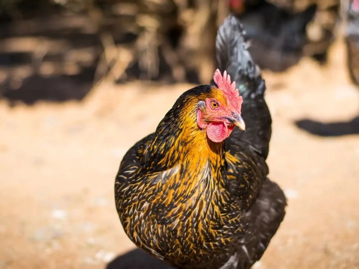 Beternak Ayam Arab Betina Serta Memetik Khasiat Dari Telur Ayam Arab