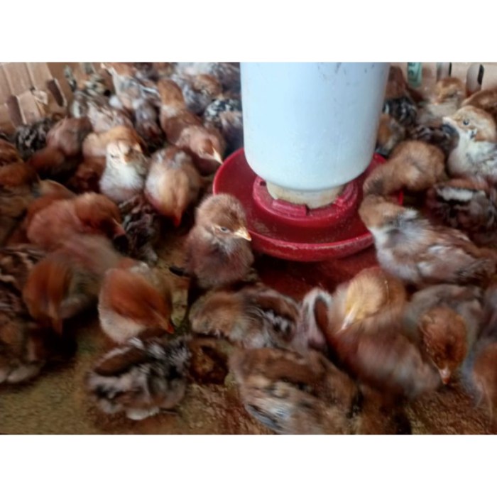 Harga Ayam Potong dan Telur Meroket di Bandar Lampung - YouTube Ayam arab di Way Bungur, Lampung Timur