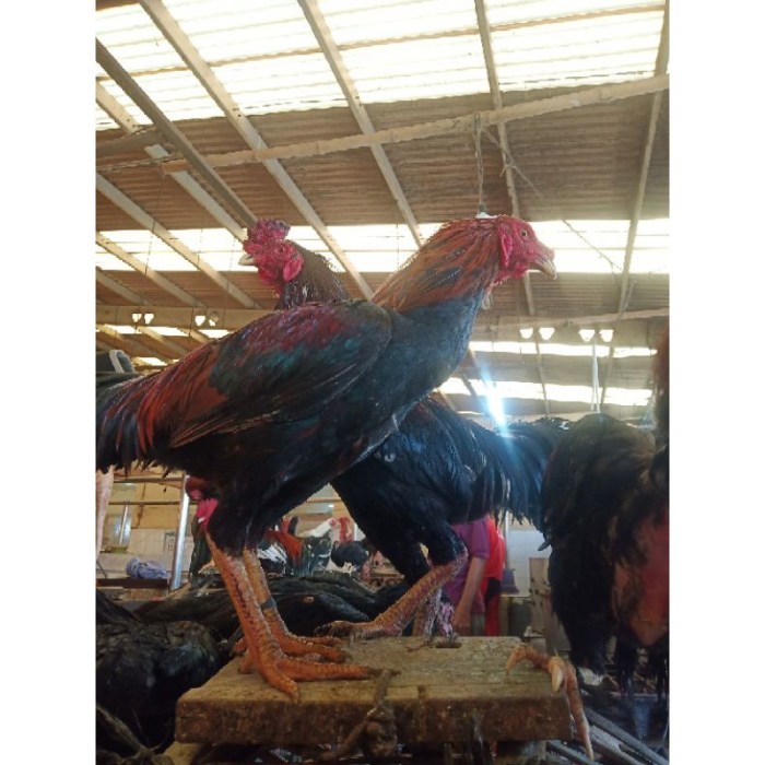 Jual Ayam kampung super besar | Shopee Indonesia