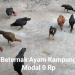 Beternak ayam di pekarangan rumah di Banda Sakti Kota Lhokseumawe