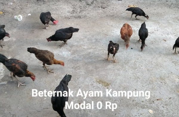 Beternak ayam di pekarangan rumah di Banda Sakti Kota Lhokseumawe