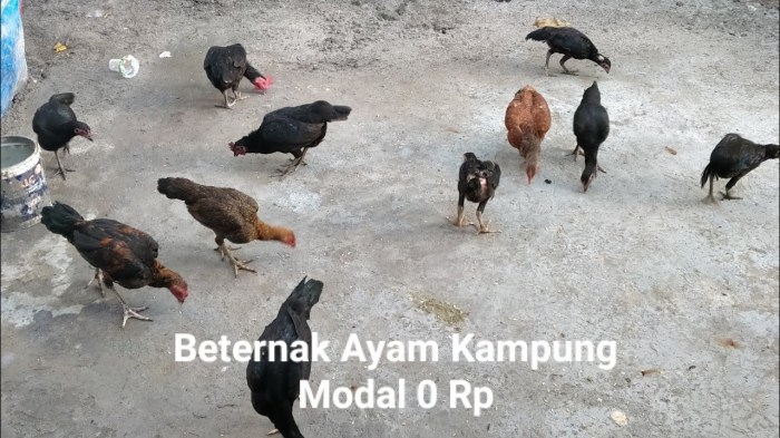 Beternak Ayam Di Pekarangan Rumah - 51+ Koleksi Gambar Beternak ayam di pekarangan rumah di Banda Sakti Kota Lhokseumawe
