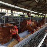 Peternak jual ayam petelur dampak letusan Gunung Semeru - ANTARA News