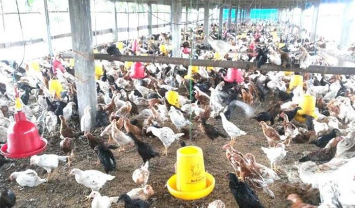 Cara Ternak Ayam Kampung Untuk Pemula, Modal Minim Untung Besar Ternak ayam kampung pemula di Curup Timur, Rejang Lebong