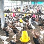 Ternak ayam kampung pemula di Ratu Samban, Kota Bengkulu