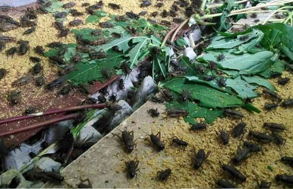 Ternak jangkrik di Rundeng, Kota Subulussalam