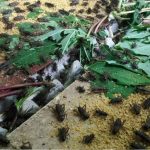 Ternak jangkrik di Geureudong Pase Aceh Utara