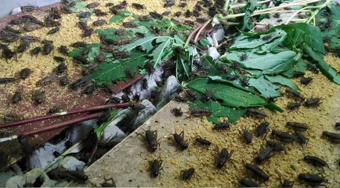 Bisnis Ternak Jangkrik dan Cara Memulainya – KARGOKU.ID