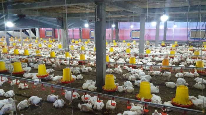 Dukung Pulihnya Ekonomi Bali di Masa Pandemi, PLN Listriki Usaha ... Budidaya ayam broiler di Padang Jaya, Bengkulu Utara