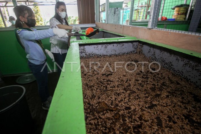 Ternak maggot di Giri Mulya, Bengkulu Utara