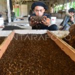 BUDI DAYA MAGGOT UNTUK PAKAN TERNAK | ANTARA Foto