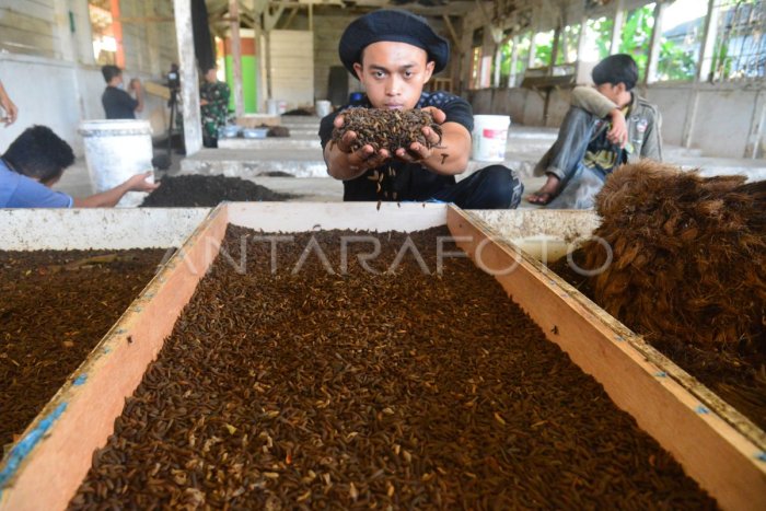 BUDI DAYA MAGGOT UNTUK PAKAN TERNAK | ANTARA Foto Ternak maggot di Armajaya, Bengkulu Utara