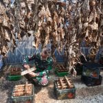 Ternak maggot di Tetap, Kaur