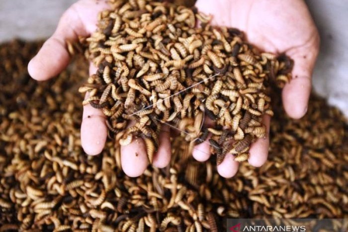 CARA TERNAK MAGGOT BAGI PEMULA, USAHA PAKAN TERNAK YANG POTENSIAL - YouTube Budidaya maggot pemula di Kluet Timur Aceh Selatan