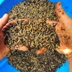 Ternak maggot di Nasal, Kaur