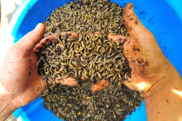 Ternak maggot di Nasal, Kaur