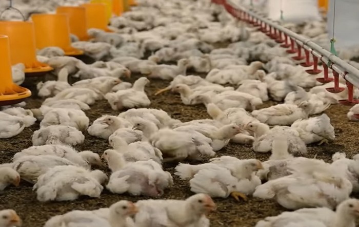 Budidaya dan Ternak: BUDIDAYA AYAM BROILER Budidaya ayam broiler di Seluma Selatan, Seluma