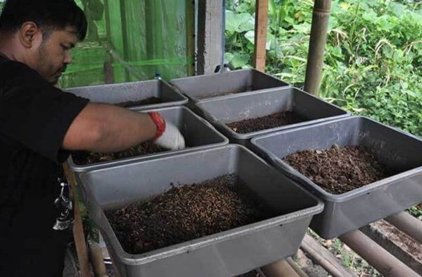 Budidaya maggot pemula di Leupung Aceh Besar