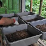 Budidaya maggot pemula di Trumon Tengah Aceh Selatan