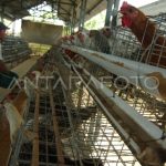 BUDIDAYA AYAM ARAB PETELUR | ANTARA Foto