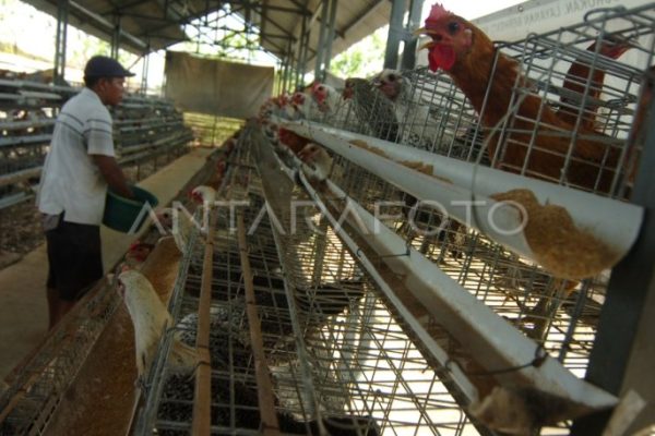 Ayam arab di Pagelaran, Pringsewu