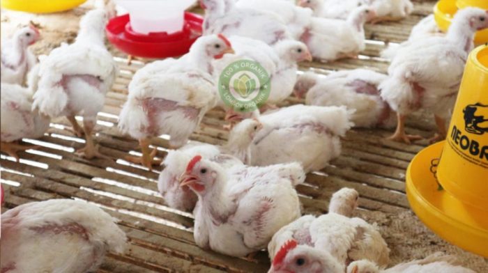 Budidaya Ayam Broiler Organik (Ayam Potong) - Lombok Organik Budidaya ayam broiler di Sindang Kelingi, Rejang Lebong