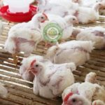 Budidaya Ayam Broiler Organik (Ayam Potong) - Lombok Organik