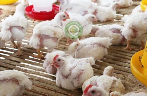 Budidaya Ayam Broiler Organik (Ayam Potong) - Lombok Organik