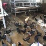 Budidaya ayam broiler di Curup Utara, Rejang Lebong