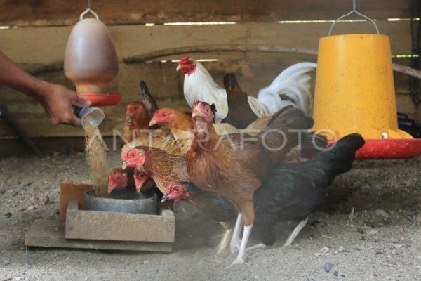 Peternakan ayam kampung di Pulo Aceh, Aceh Besar
