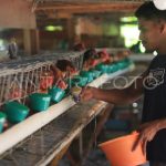 Beternak ayam di pekarangan rumah di Geulumpang Tiga Pidie
