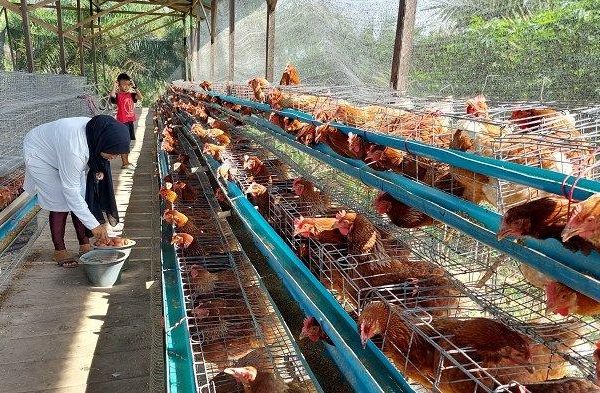 Peternakan Ayam Tradisional Ayam Kampung Asli Indonesia Yang Kuat Dan ...