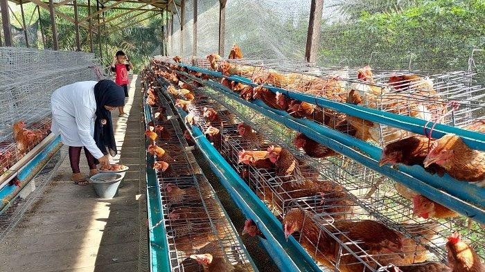 Peternakan Ayam Tradisional Ayam Kampung Asli Indonesia Yang Kuat Dan ... Peternakan Ayam Tradisional Ayam Kampung Asli Indonesia Yang Kuat Dan ...