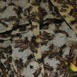 Ternak jangkrik di Blang Jerango, Gayo Lues