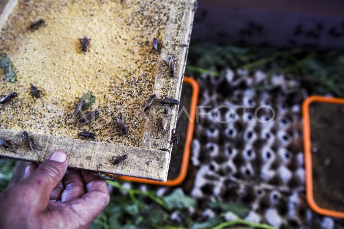 BIREUEN KOTA JUANG‼️VIEW OF THE CIYT FROM THE SKY - YouTube BIREUEN KOTA JUANG‼️VIEW OF THE CIYT FROM THE SKY - YouTube