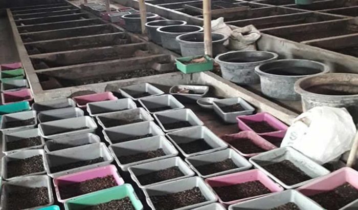 Budidaya maggot pemula di Labuhan Haji Aceh Selatan