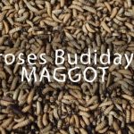 Cara Budidaya Maggot Sederhana Untuk Pemula. Peluang Usaha Agrobisnis ...