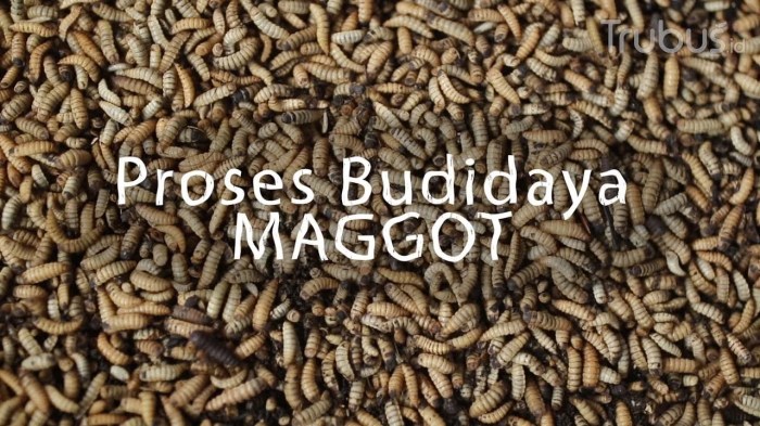 Budidaya Maggot Dengan Mudah Bagi Pemula - Sinau Ternak Budidaya Maggot Dengan Mudah Bagi Pemula - Sinau Ternak