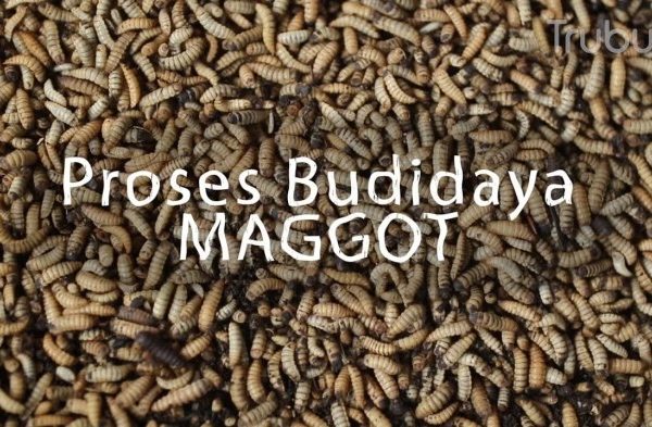 Cara Budidaya Maggot Sederhana Untuk Pemula. Peluang Usaha Agrobisnis ...