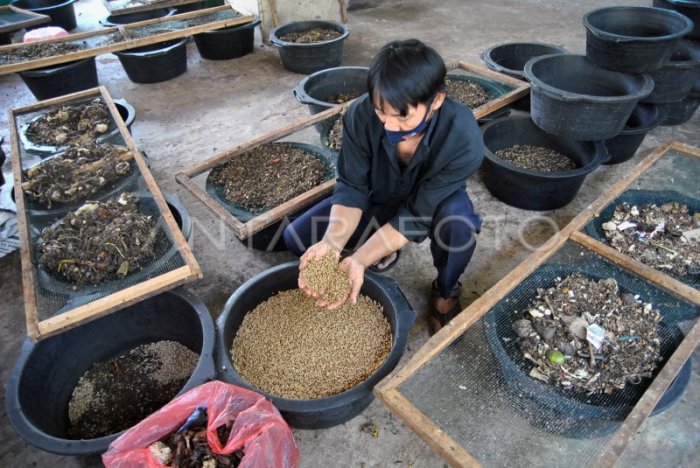 BUDIDAYA MAGGOT DI DINAS LINGKUNGAN HIDUP KOTA BOGOR | ANTARA Foto Budidaya maggot pemula di Labuhan Haji Timur Aceh Selatan
