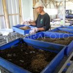 Budidaya maggot di Jombang | ANTARA Foto