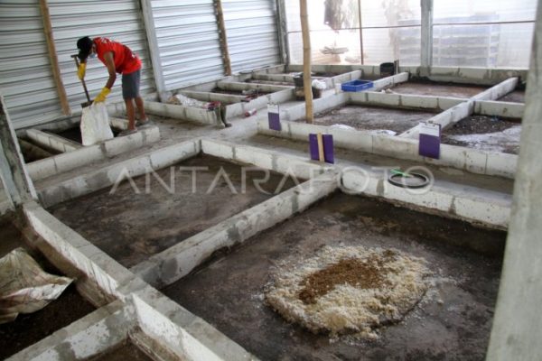 Budidaya maggot pemula di Labuhan Haji Timur Aceh Selatan