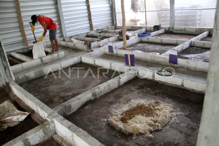 Budidaya maggot di Jombang | ANTARA Foto Budidaya maggot pemula di Labuhan Haji Timur Aceh Selatan