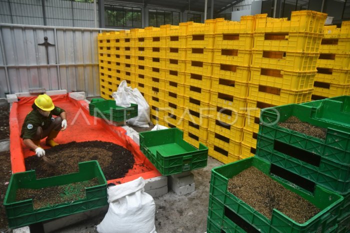 Melihat Budidaya Maggot untuk Kebutuhan Pakan Ternak di Tangerang Selatan Melihat Budidaya Maggot untuk Kebutuhan Pakan Ternak di Tangerang Selatan