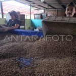 BUDIDAYA MAGGOT UNTUK KEBUTUHAN PAKAN TERNAK | ANTARA Foto