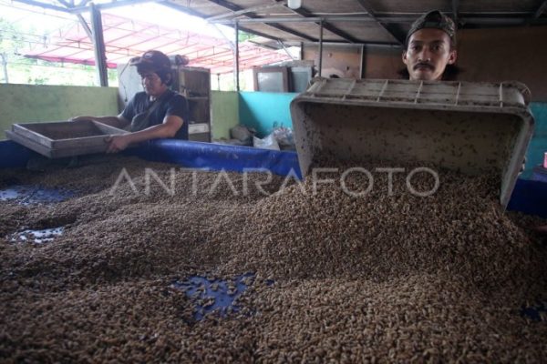 Maggot Kering Ala Tps 3r Bogor - Jagad Tani - Petaninya Milenial